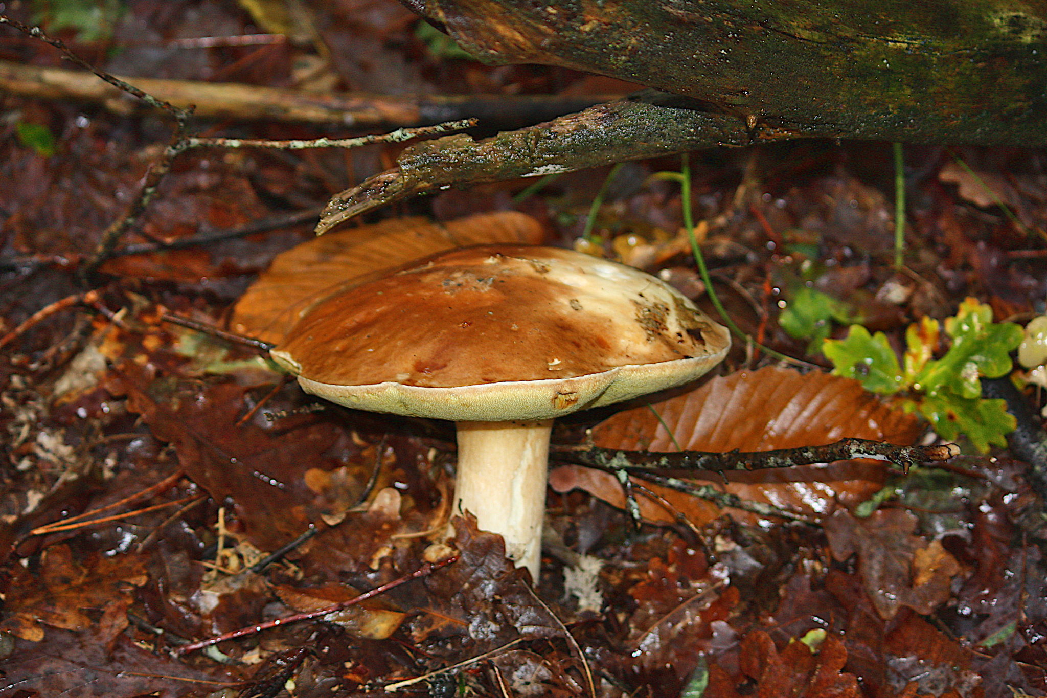 Cèpe médocain