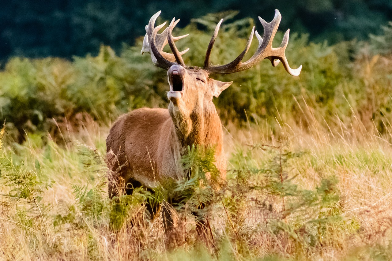 Le Brame du cerf