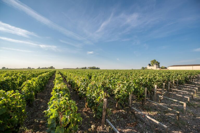Vignoble de Margaux