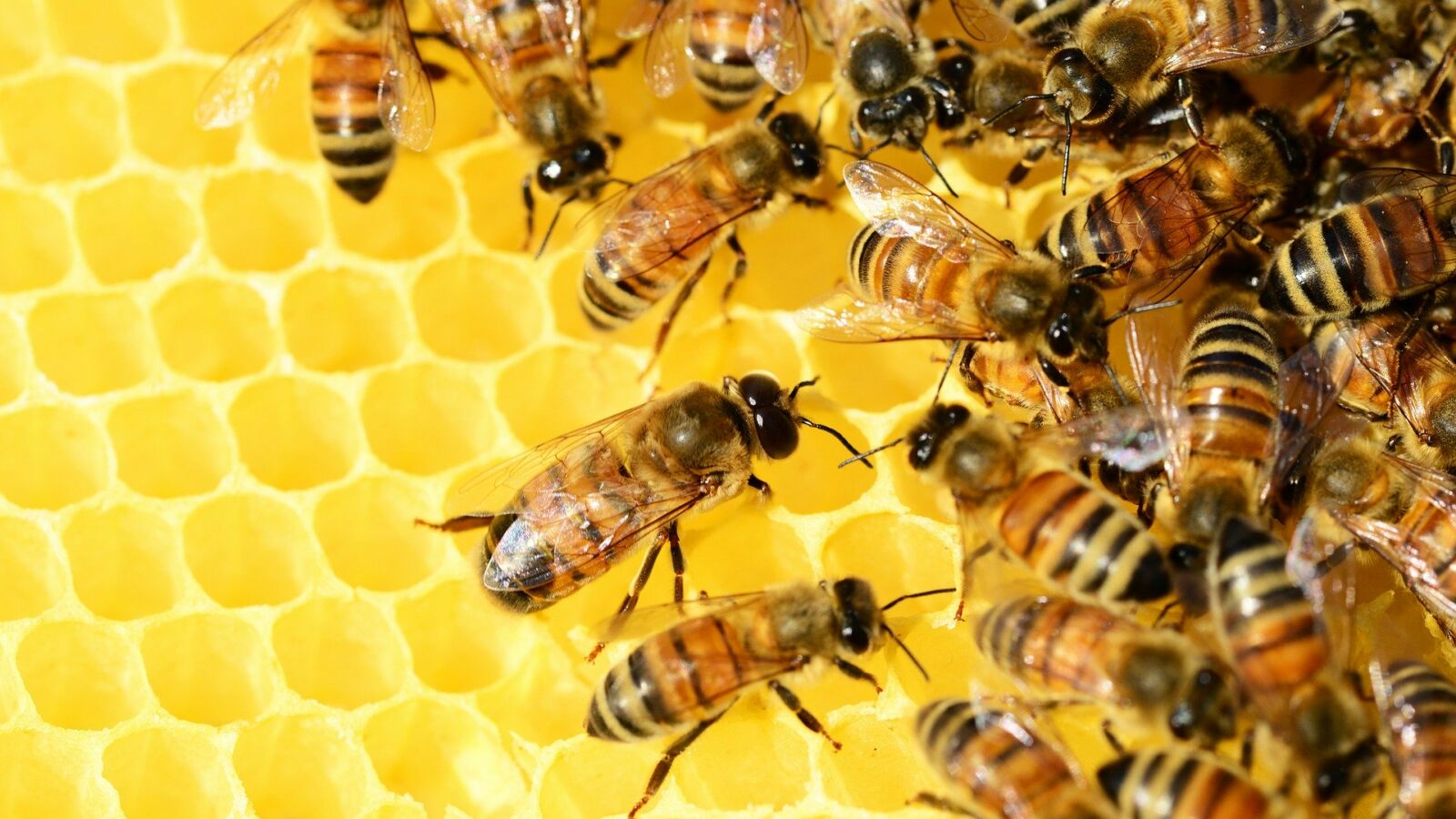 Les Abeilles de Reverdi