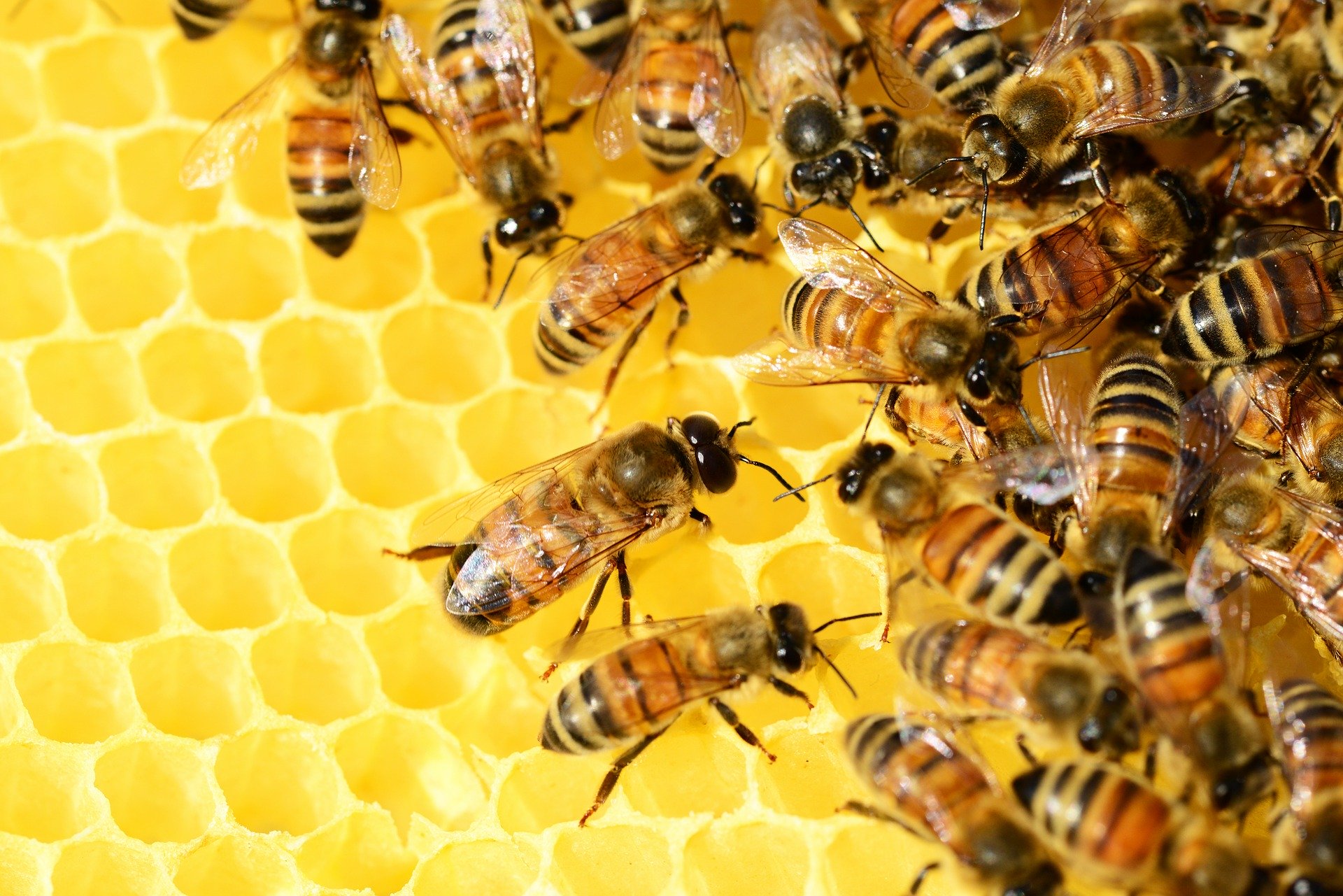 Les Abeilles de Reverdi