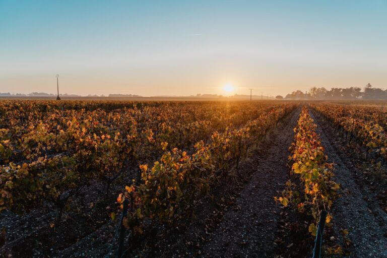 Vignobles vin Médoc plein Sud