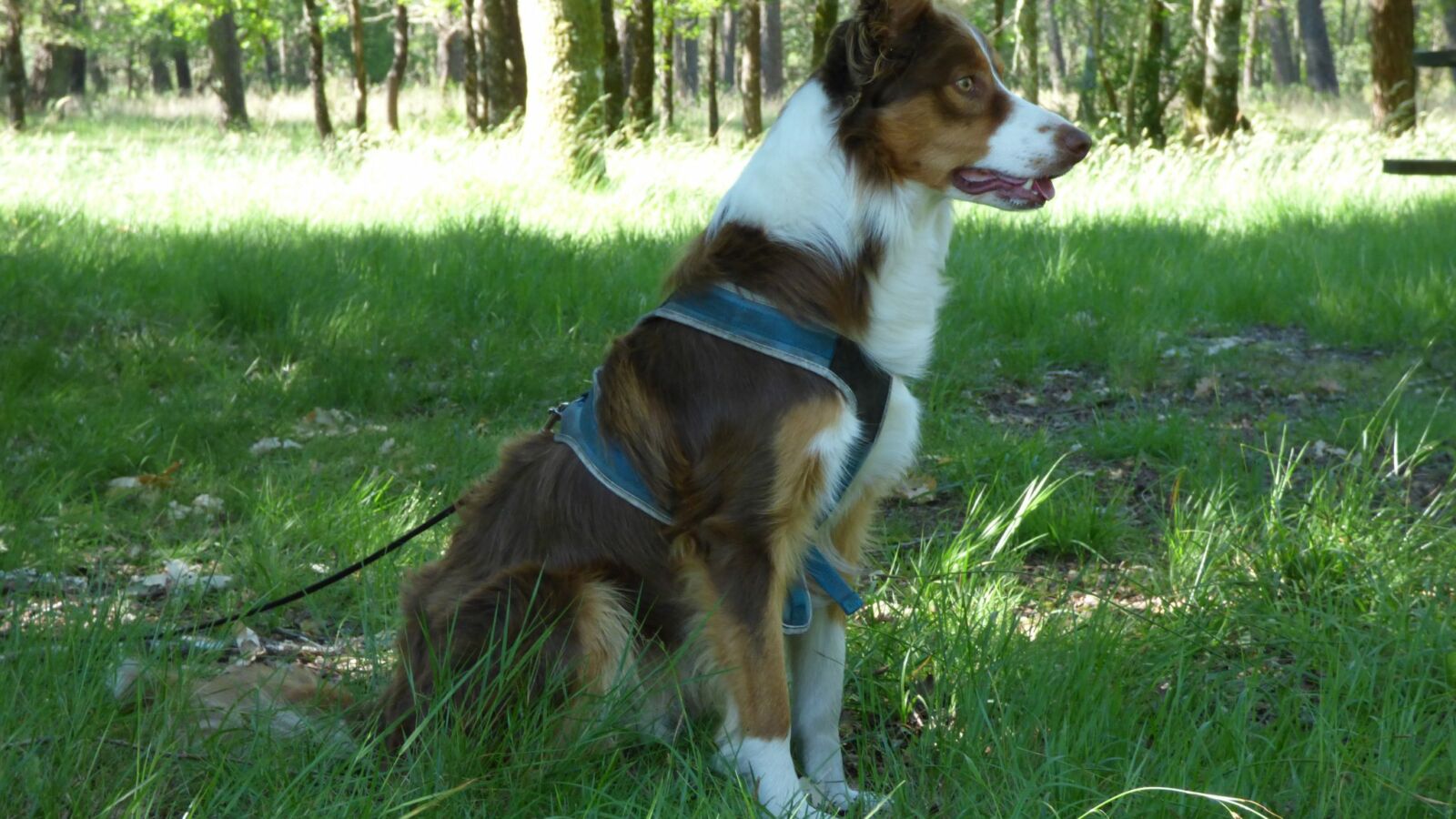 TOP 3 des activités à faire avec son chien dans le Médoc