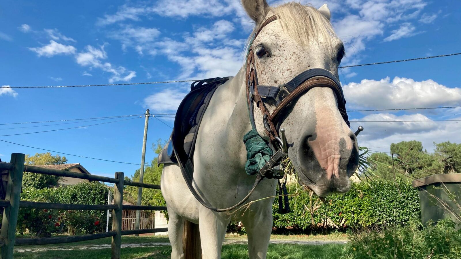 Une randonnée cheval et vin à une heure de Bordeaux