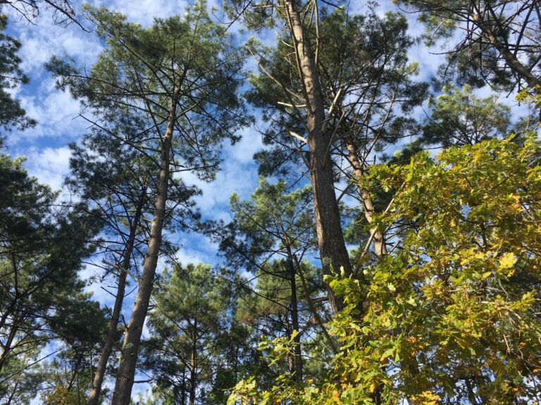 Forêt Médoc