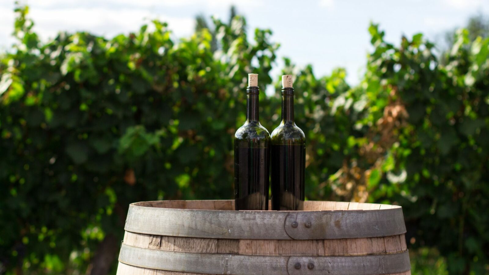 Les vins médaillés de Médoc plein Sud