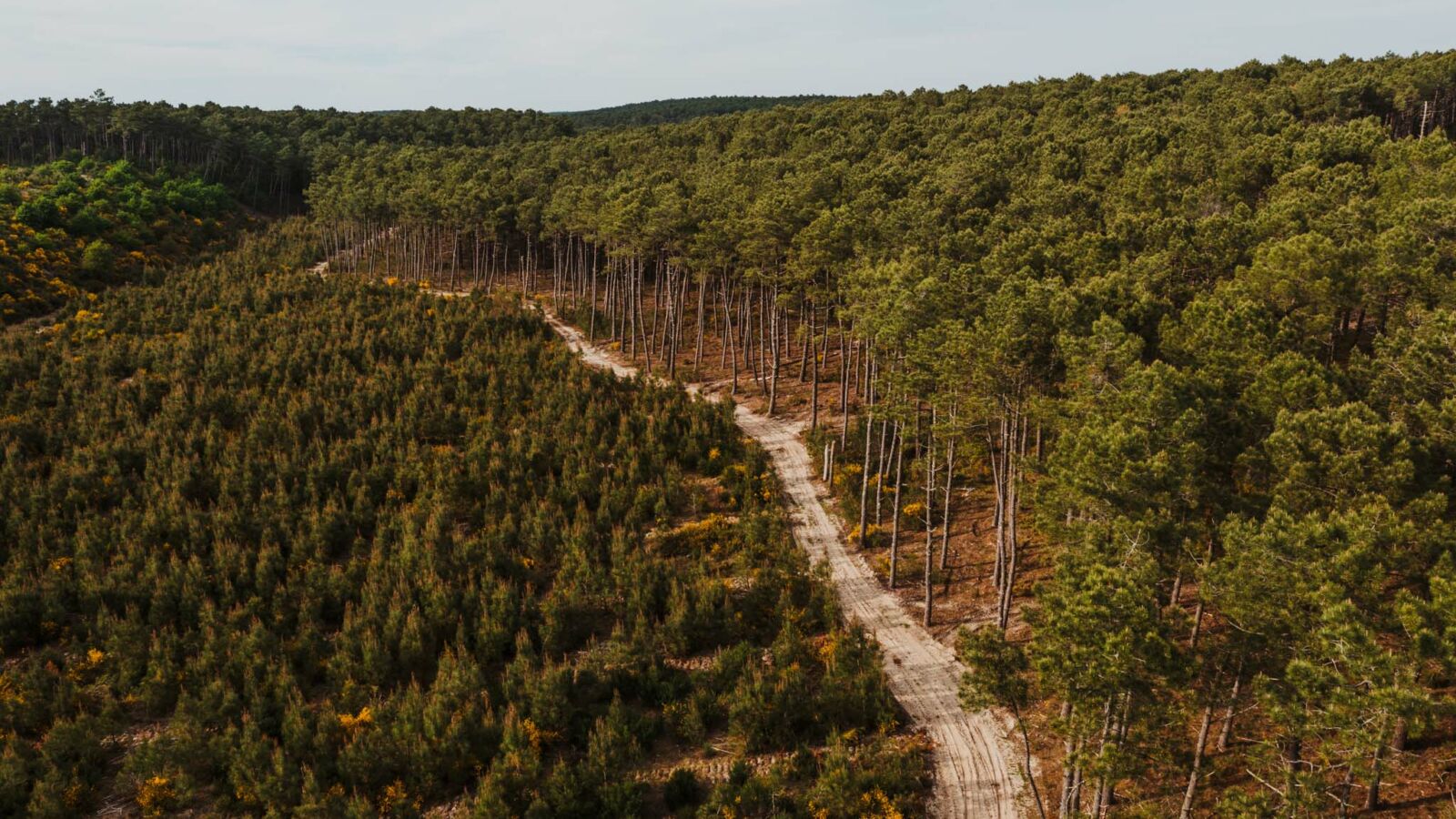Les bonnes pratiques quand on se balade en forêt