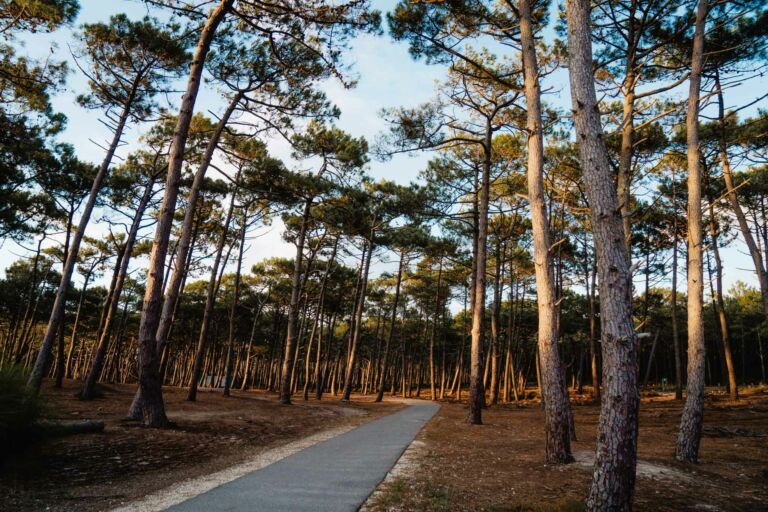 Piste cyclable en forêt