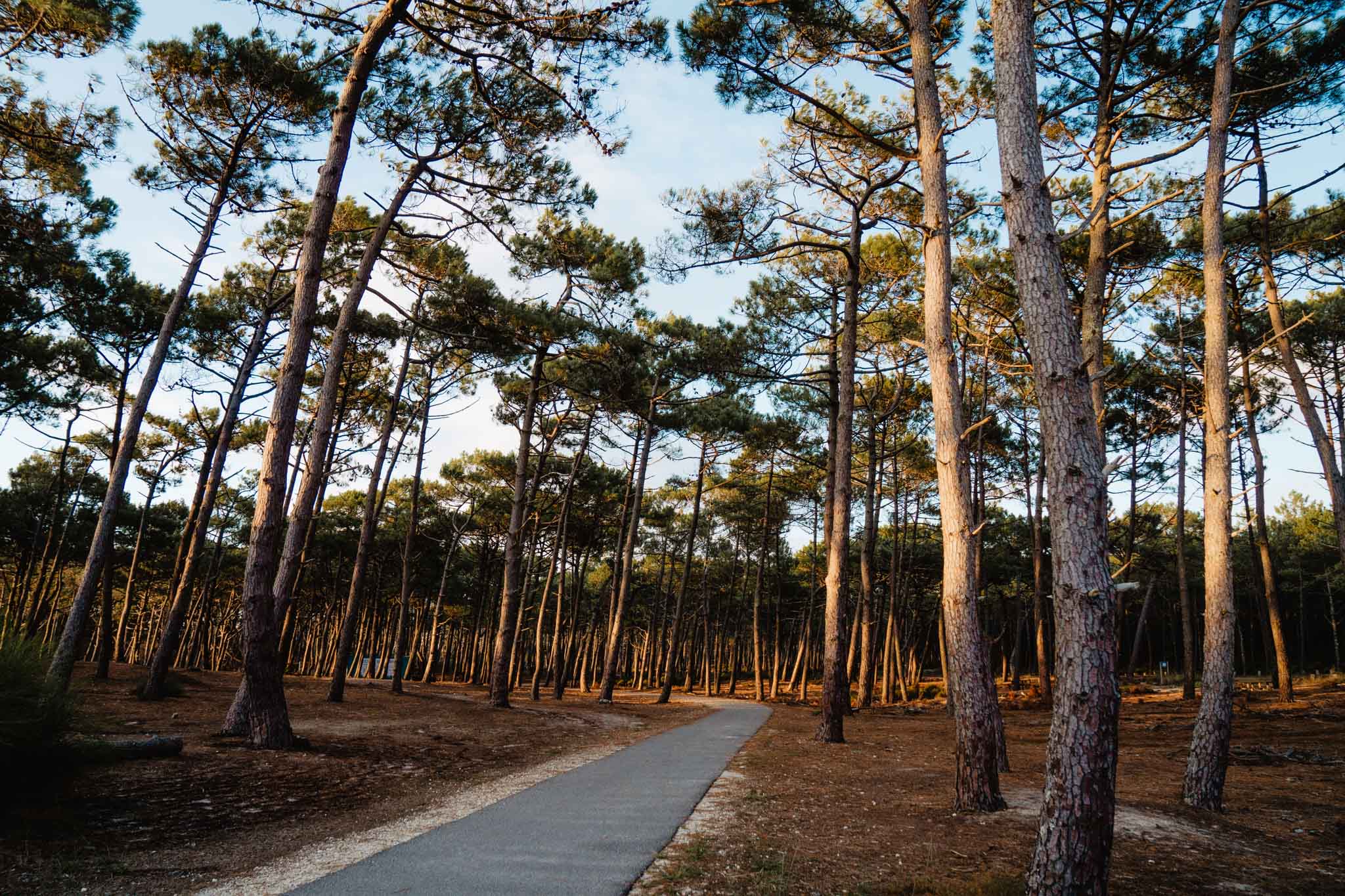 Piste cyclable en forêt