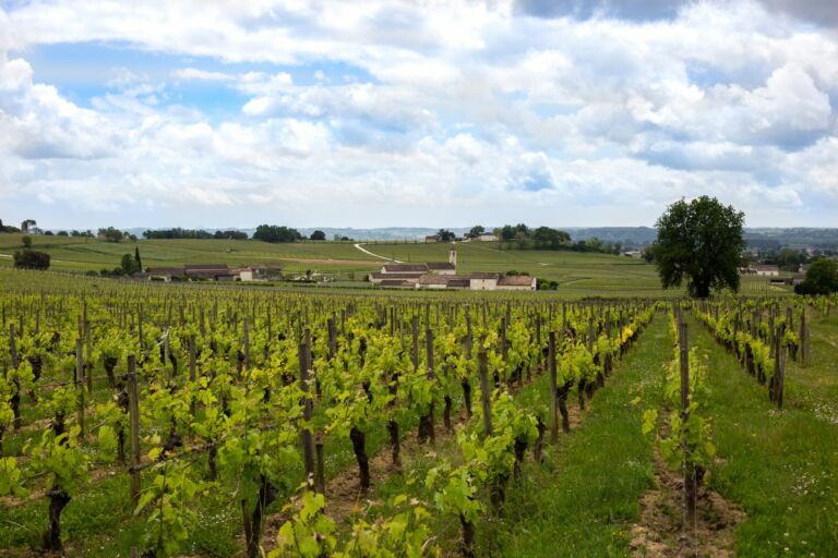 Vignobles Saint Emilion