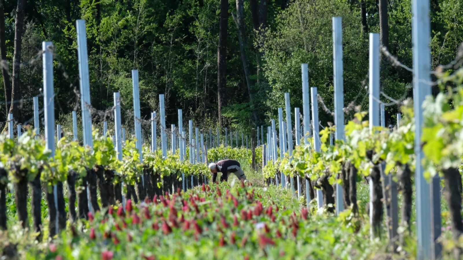 Découverte de l’agroforesterie avec le Château Anthonic