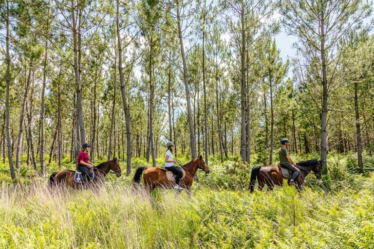 3 cavaliers sur 3 chevaux se promènent en forêt