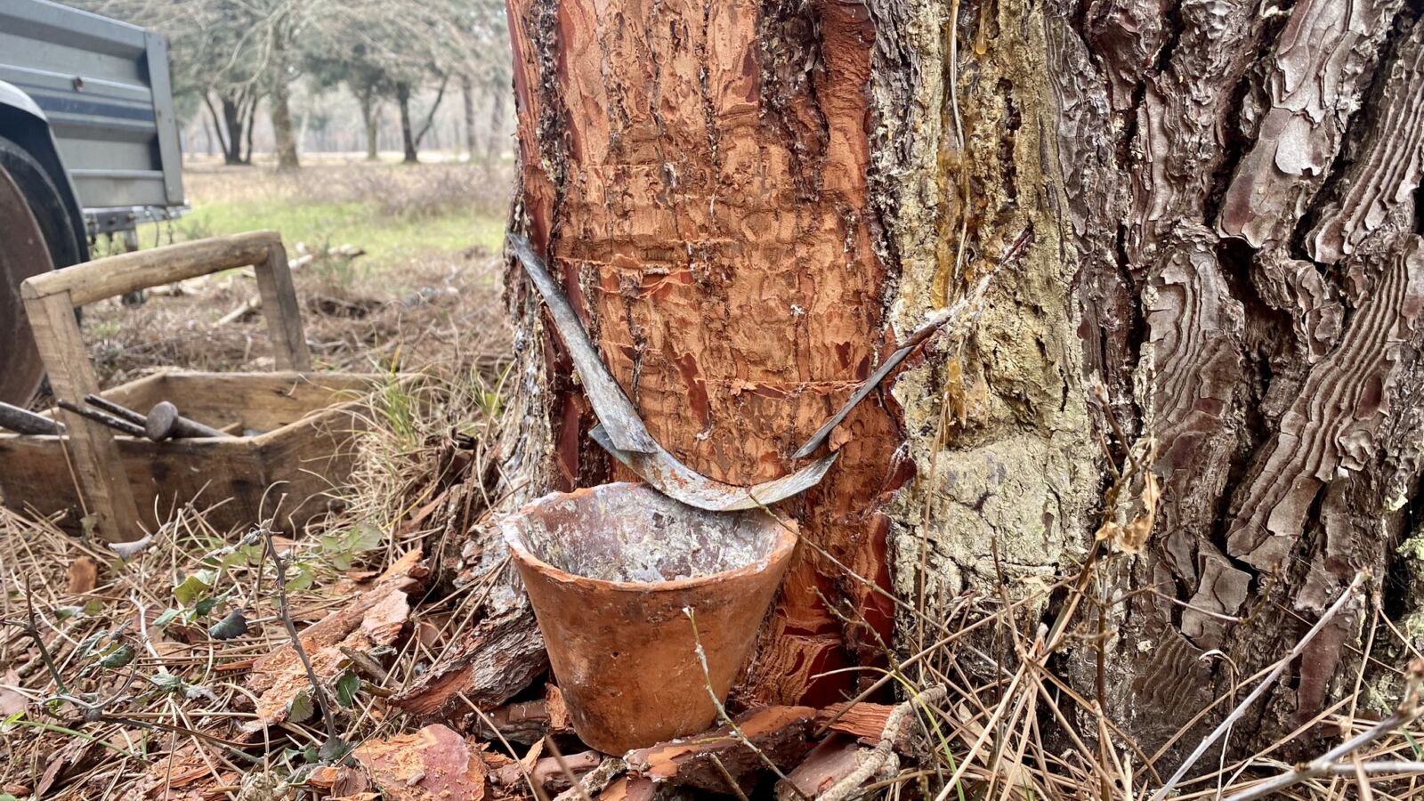 À la découverte du gemmage dans le Médoc