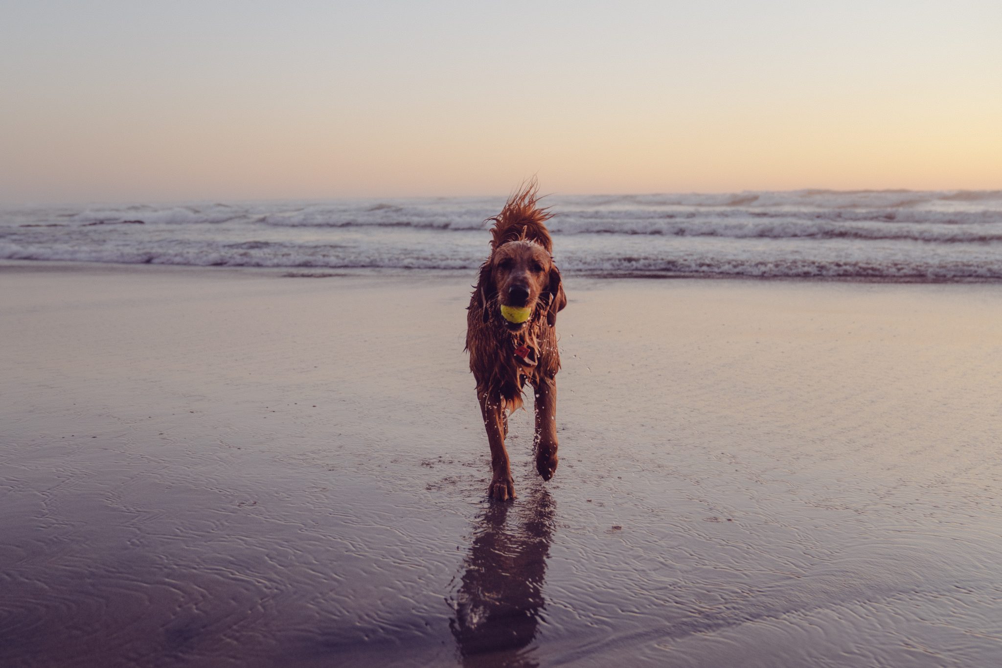 chien dos à l'océan coucher de soleil