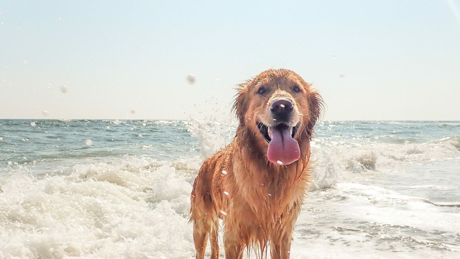 Les plages où les chiens sont acceptés dans le Médoc
