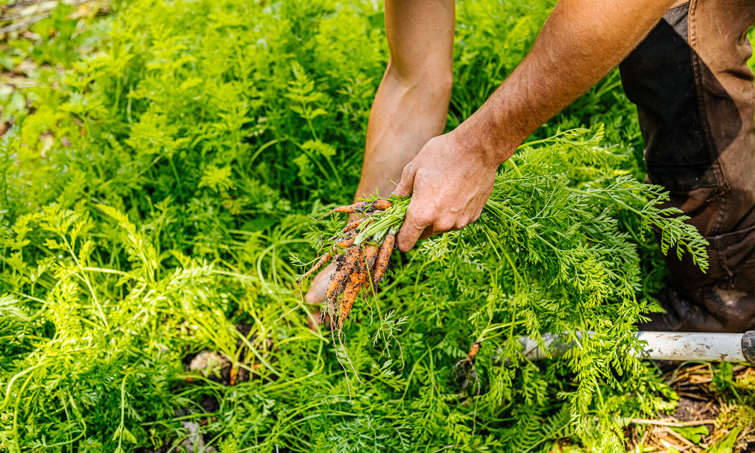 Les jardins partagés de Médoc plein Sud
