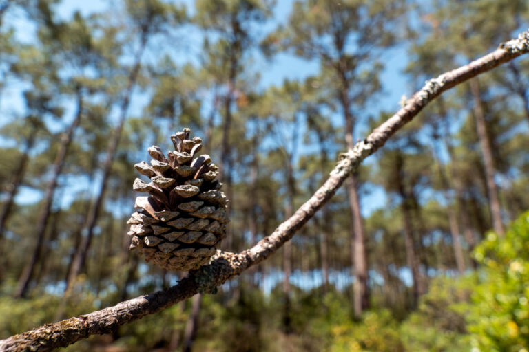 pigne sur sa branche avec la forêt en fond