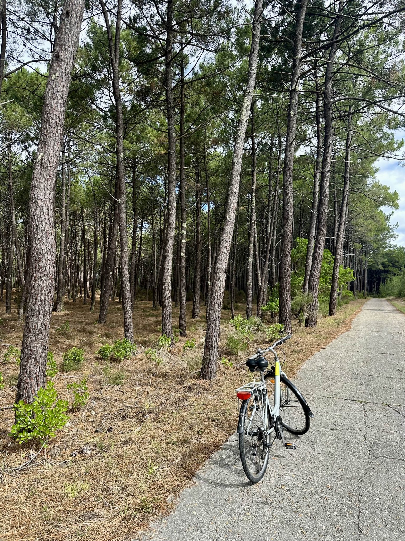Vélo Fun Bike posé sur la piste cyclable de la Vélodyssée, entouré de pins et sous un ciel bleu