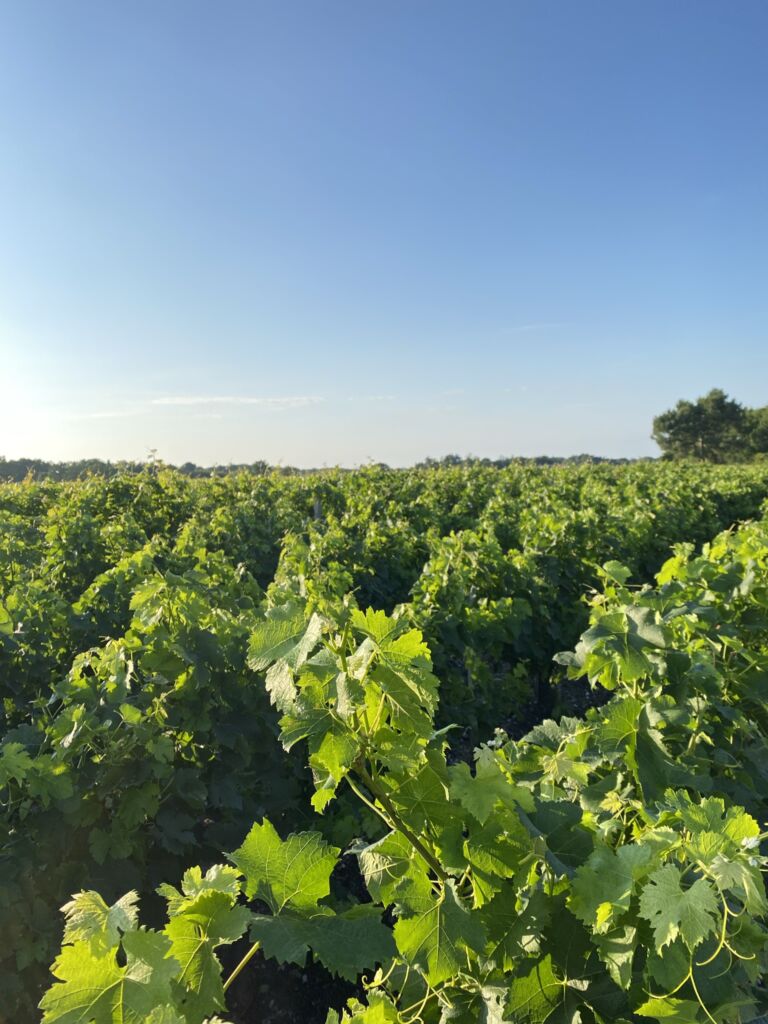 rangs de vigne