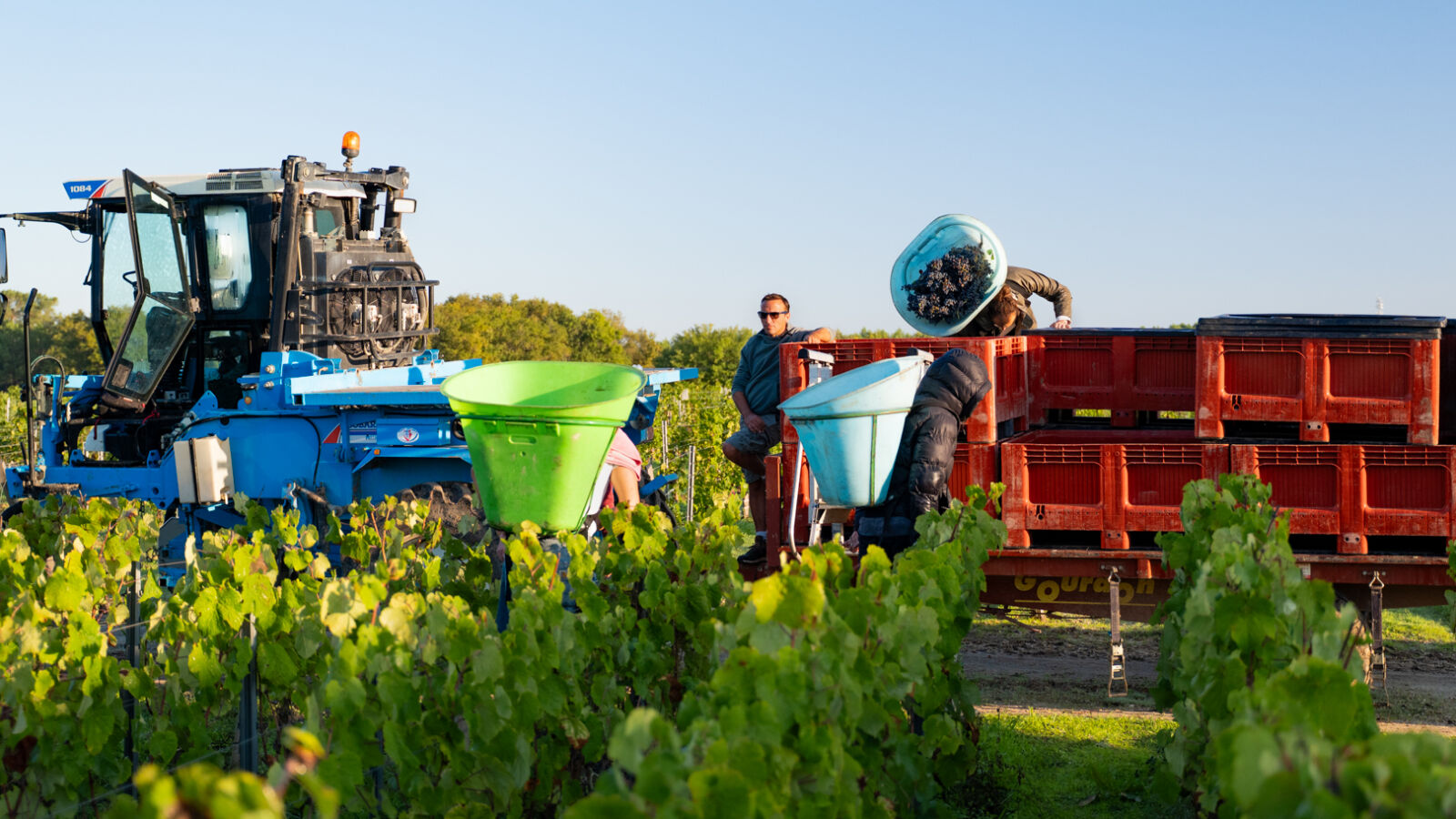 J’ai testé une journée de vendanges !