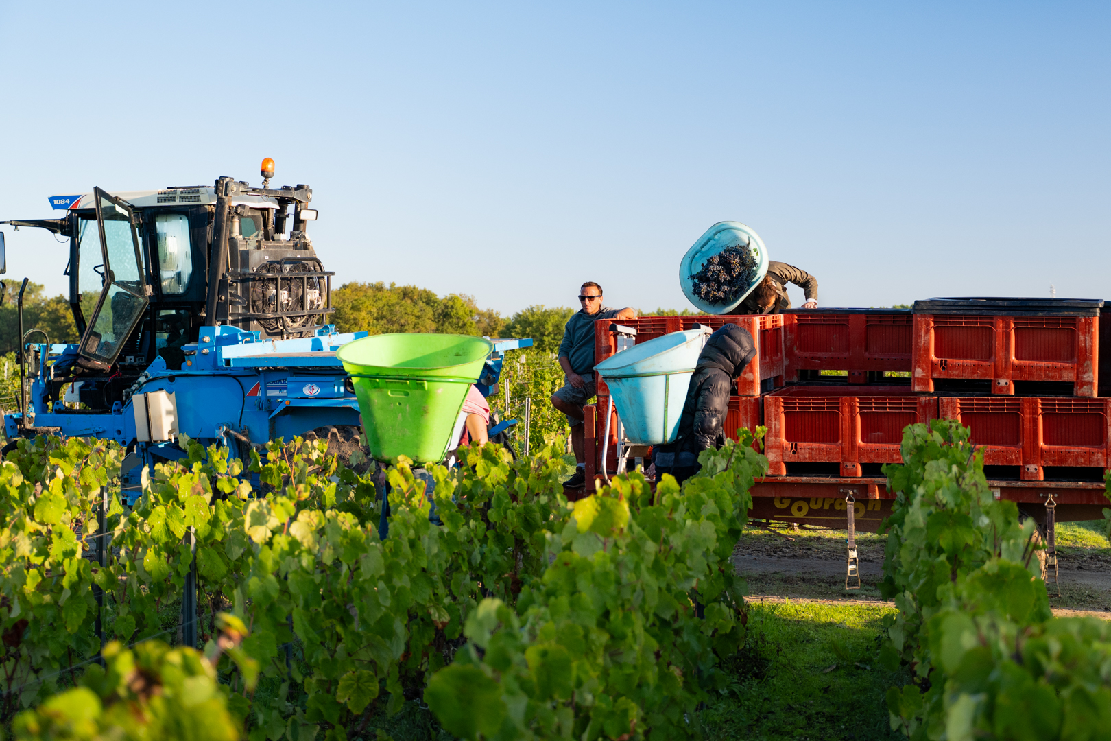 Vendanges dans les vignes du Médoc à Listrac-Médoc
