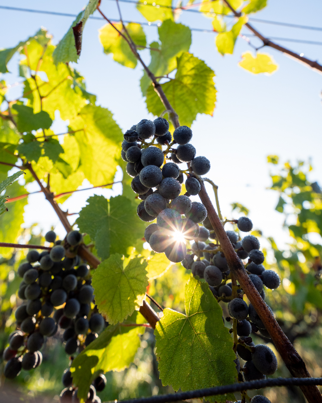 Grappe de raisin du Médoc