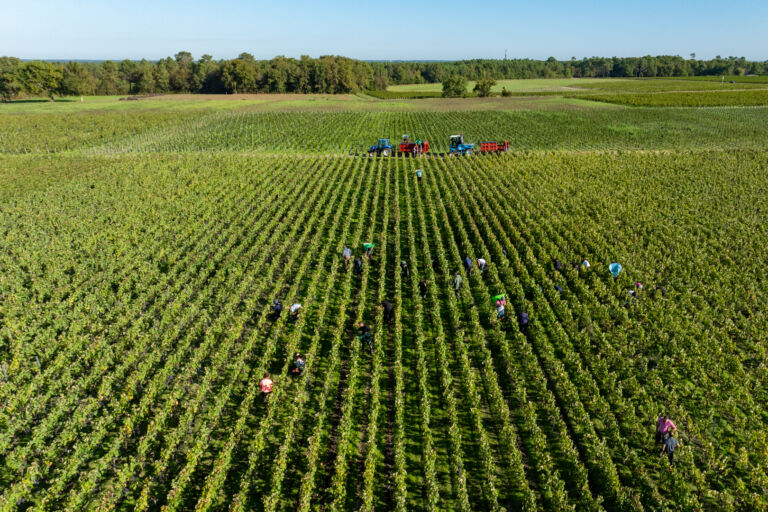 Vue drone des vignes du Médoc à Listrac-Médoc