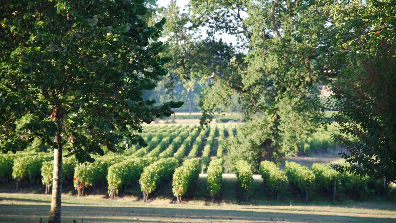 Portes ouvertes des châteaux en Médoc : le Printemps des Châteaux
