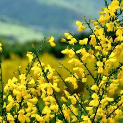 La flore de Brach