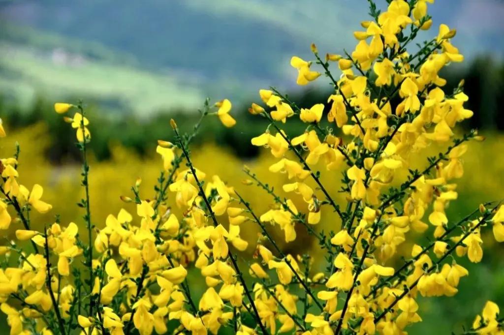 La flore de Brach