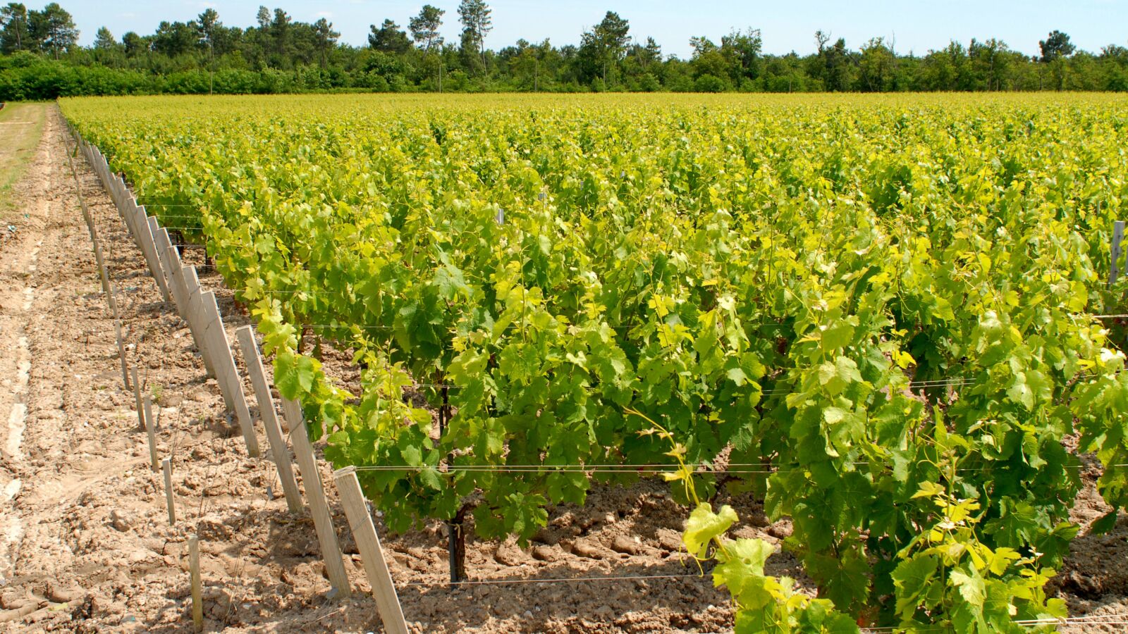 Château Poujeaux