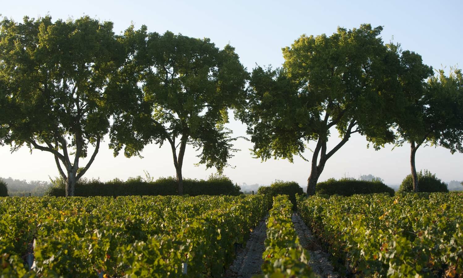 Chateau Chasse Spleen Moulis en Médoc Domaine