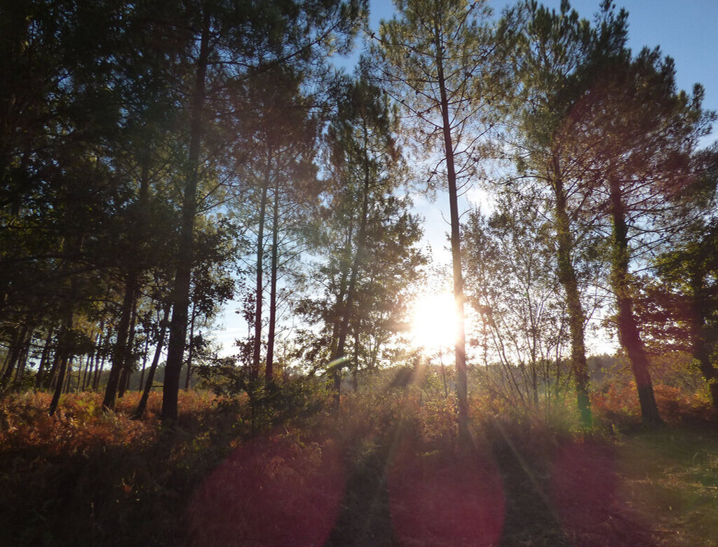 Foret Le Porge vers ancinne voie ferrée