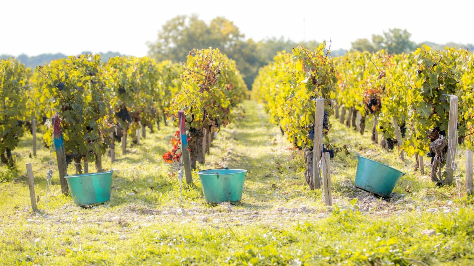 Château Dutruch Grand Poujeaux