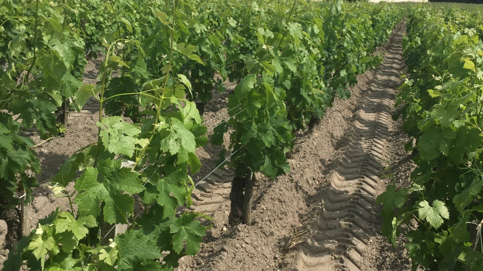 Chateau Pey Mallet