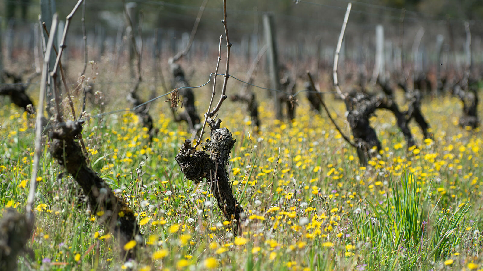 PHOTO 6 VIGNES © Julie Warnier