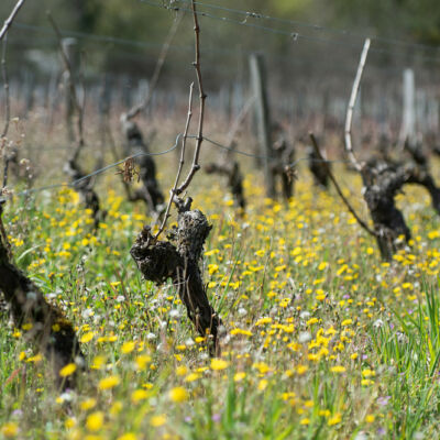 PHOTO 6 VIGNES © Julie Warnier
