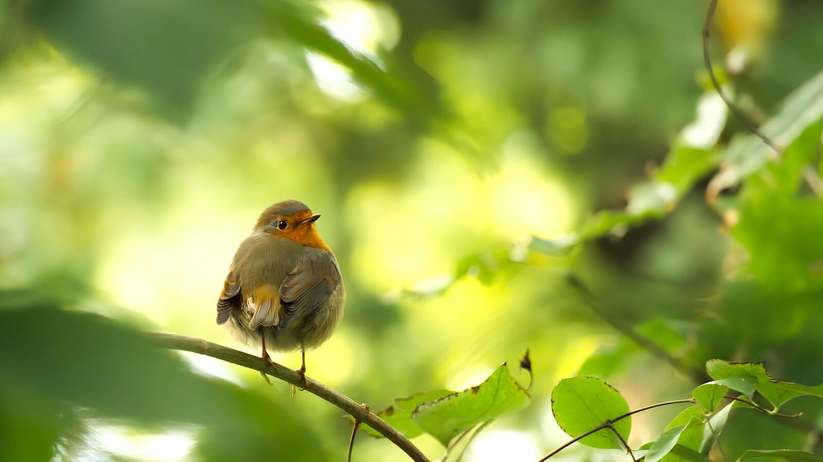 oiseaux lpo