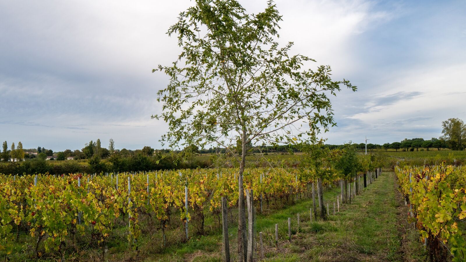 Château Anthonic
